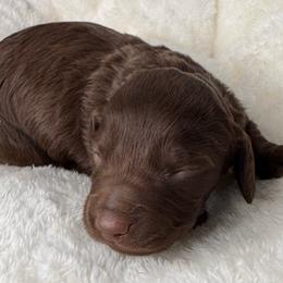 Rooney - Chocolate and tan male Dachshund puppy in Wallingford, Kentucky from Hensley Homestead Dachshunds