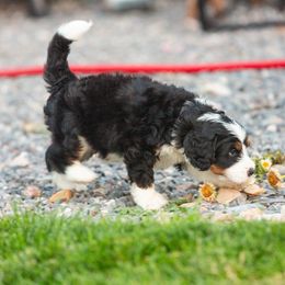 Bernedoodle and Goldendoodle Puppies from Sunnydoodle Utah