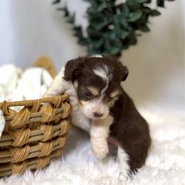 Twix - Brown and white female Aussiedoodle puppy in Los Angeles, California from LA’s Favorite Puppies