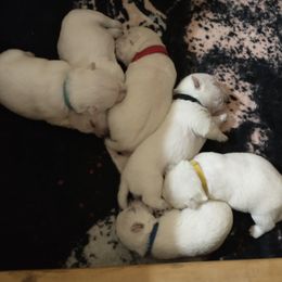 West Highland White Terrier Puppies from Arlita's Westies