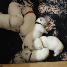 West Highland White Terrier Puppies from Arlita's Westies