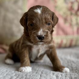 Taffy - Red  female Goldendoodle puppy in Beckley, West Virginia from By Design Doodles