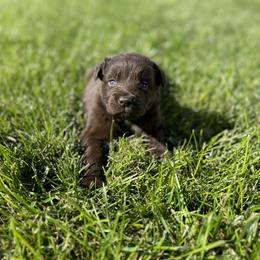 Pebbles - Red & white female Australian Shepherd puppy in Laotto, Indiana from Circle B working Aussies