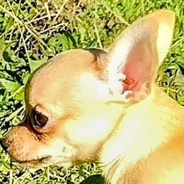 Chihuahua Puppies from Small and Mighty Chihuahuas