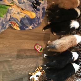 Collie Puppies from E’Marie Collies