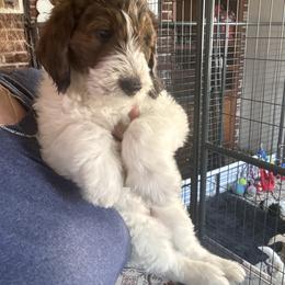 Bernedoodle, Cockapoo, and Goldendoodle Puppies from Avery Doodle Day LLC