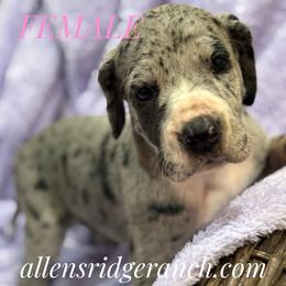 Silver Merle Mantle - Silver female Great Dane puppy in Greenville, South Carolina from Allen’s Ridge Ranch