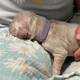 Goldendoodle Puppies from U Need A Doodle