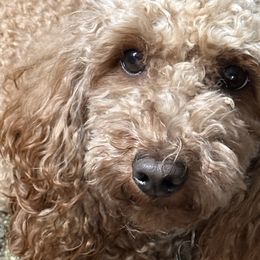 Cavalier King Charles Spaniels, Cavapoos, and Poodles from Melissa's East End Cavaliers
