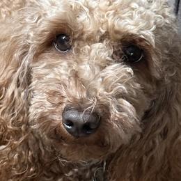 Cavalier King Charles Spaniels, Cavapoos, and Poodles from Melissa's East End Cavaliers