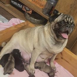 Pug puppies from Rick Barrera Pugs