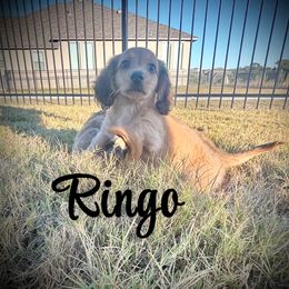 Ringo - Cream male Dachshund puppy in Boerne, Texas from Maravillas Dachshunds LLC