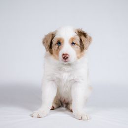 Border Collie Puppies from Snow Pine Ranch