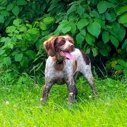 French Brittany Puppies from Solitaire kennel / French Brittanies