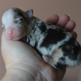 Martini - Blue merle female Miniature Australian Shepherd puppy in Gatesville, Texas from Southern Promise Aussie’s