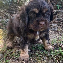 Boy 1 - Brown white and tan male Cocker Spaniel puppy in Gadsden, Alabama from Rich Cat’s