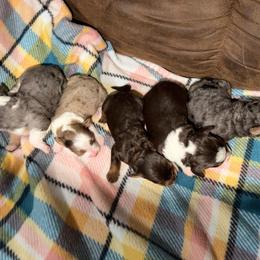 Remi - Brown female Bernedoodle puppy in Warrensburg, Missouri from Dreamer Ridge Puppies