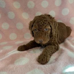 Red Girl - Red  Poodle puppy in Baton Rouge, Louisiana from Honeybun Poodles