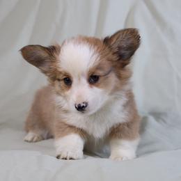 Alder - Red male Pembroke Welsh Corgi puppy in Karnack, Texas from Sureshot Corgis