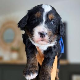 Basil - Tri-color female Bernedoodle puppy in Moses Lake, Washington from Macy Meadows Doodles