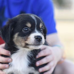 Australian Shepherd, Miniature Australian Shepherd, and Toy Australian Shepherd Puppies from Triple Lake Ranch Miniature Australian Shepherds