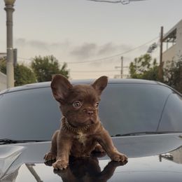Bruce(my keeper) - Fawn and white male French Bulldog puppy in Los Angeles, California from westsidefrenchies