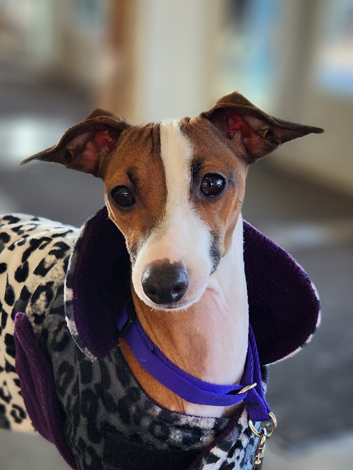 🔥 Sriracha 🔥 - Italian Greyhound