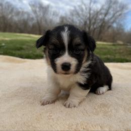 Farrah - Fluffy - Black and tan female Pembroke Welsh Corgi puppy in Stillwater, Oklahoma from Steele Family Farms