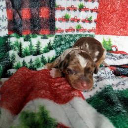 Snuggles - Dapple female Dachshund puppy in Opelika, Alabama from Dachshund Darlins