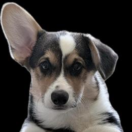 AKC puppy - Black and tan male Pembroke Welsh Corgi puppy in Summerfield, Florida from Promise Land Farm
