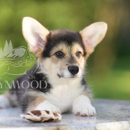 Black Collar - Black and tan male Pembroke Welsh Corgi puppy in Terrell, Texas from Brynwood Pembroke Welsh Corgis