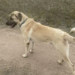 Saber - Anatolian Shepherd Dog
