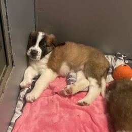 Saint Bernard Puppies from Southern Saints