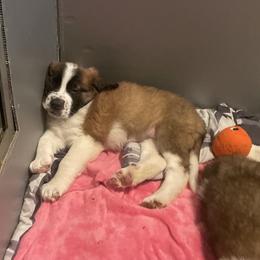 Saint Bernard Puppies from Southern Saints