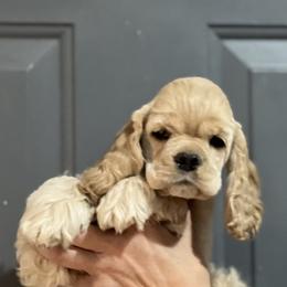Cocker Spaniel Puppies from Belive in Dreams Cockers