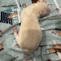 Boy 1 - White male Siberian Husky puppy in Laneville, Texas from ETX Huskies
