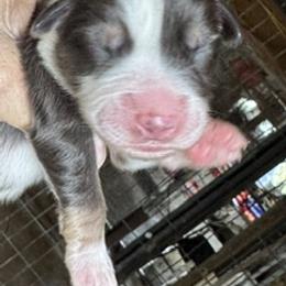 Boy 2 - male Australian Shepherd puppy in Baker, Florida from Dubose Kennels
