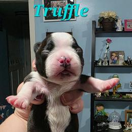 Truffle - Black and white male Boston Terrier puppy in Columbus, Ohio from Bryn's AKC Bostons