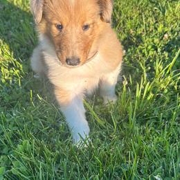 Sparkle - Sable merle female Collie puppy in Waterville, Iowa from Lisa’s Lassies