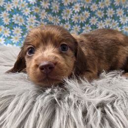 Mud dauber - Dapple male Dachshund puppy in Grant, Michigan from Low Down Dashchuand