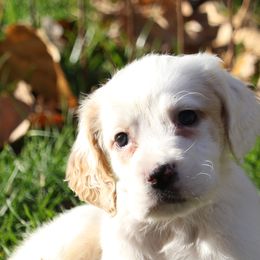Border Collie, English Setter, and Miniature American Shepherd Puppies from First Harmony Farms
