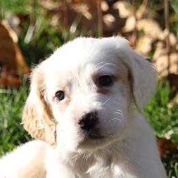 Border Collie, English Setter, and Miniature American Shepherd Puppies from First Harmony Farms