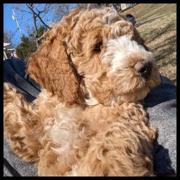 Cavapoo and Goldendoodle Puppies from Daisy's Doodle Den