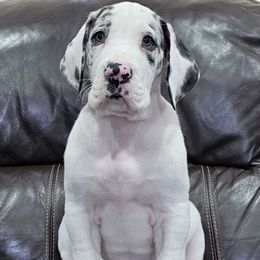Pebbles - Harlequin female Great Dane puppy in Castle Rock, Washington from Uber Alles Great Danes