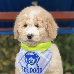 Goldendoodles and Poodles from Colorful Creations Doodles and Poodles