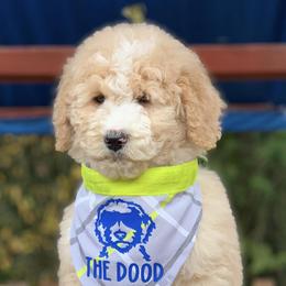 Goldendoodles and Poodles from Colorful Creations Doodles and Poodles
