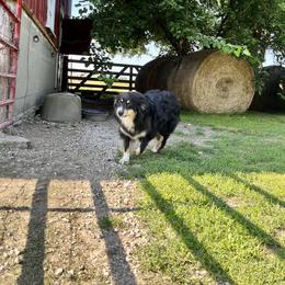 Pepper - Australian Shepherd