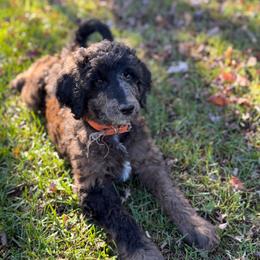 Raleigh - Brindle male Poodle puppy in St. Johnsbury, Vermont from Poodles of the Northern Woods