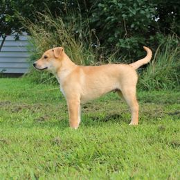 Carolina Dog Puppies from Williams Sweet Carolina
