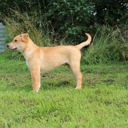 Carolina Dog Puppies from Williams Sweet Carolina